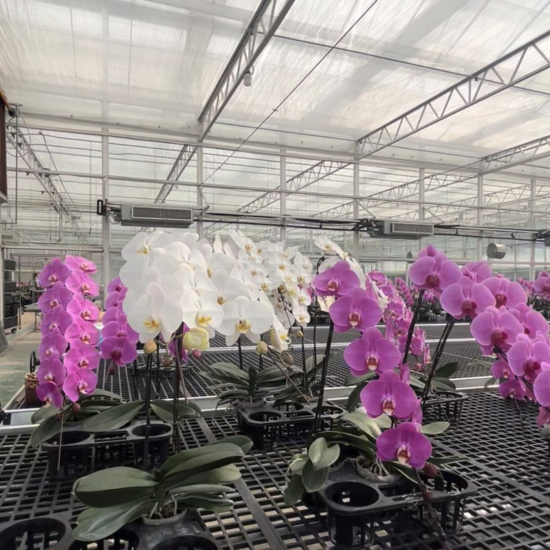 CO₂ Enrichment Technology Enhances Phalaenopsis Quality – A New Solution for Precise Greenhouse Environment Control