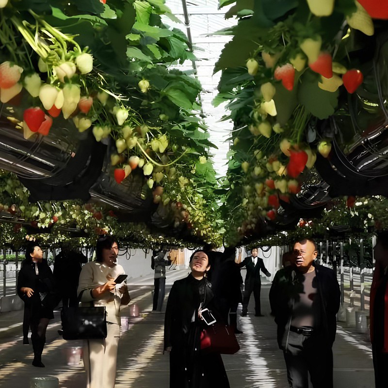 The Three-Dimensional Revolution in Strawberry Cultivation: Vertical Layout Solutions for High Yield in Small Spaces