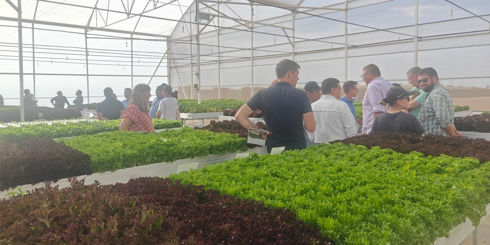 plastic polytunnel greenhouse