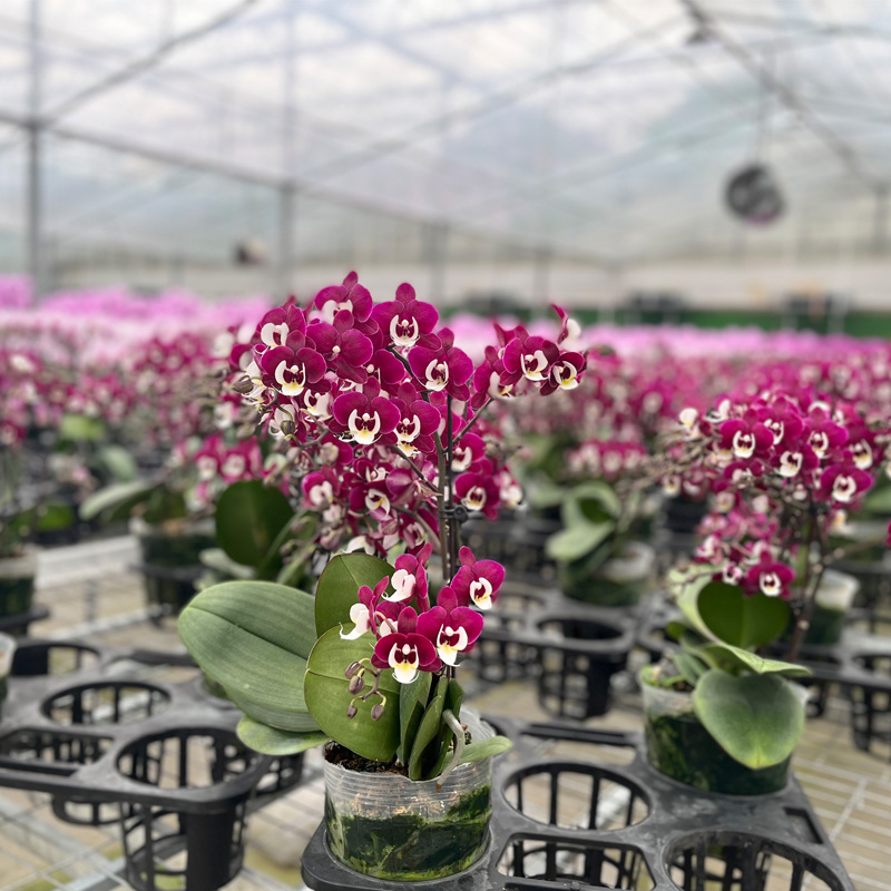 Root Maintenance of Phalaenopsis in Greenhouses: Substrate Selection and Watering Frequency Guide