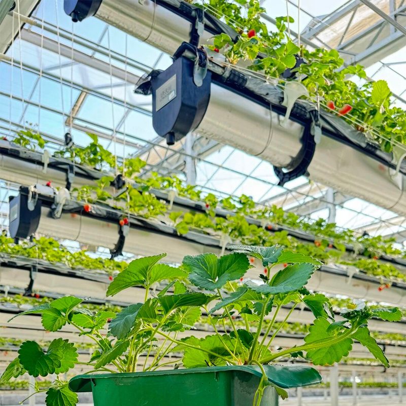 Five Key Strategies for Controlling Gray Mold in Strawberry Greenhouses Under High Humidity Environments