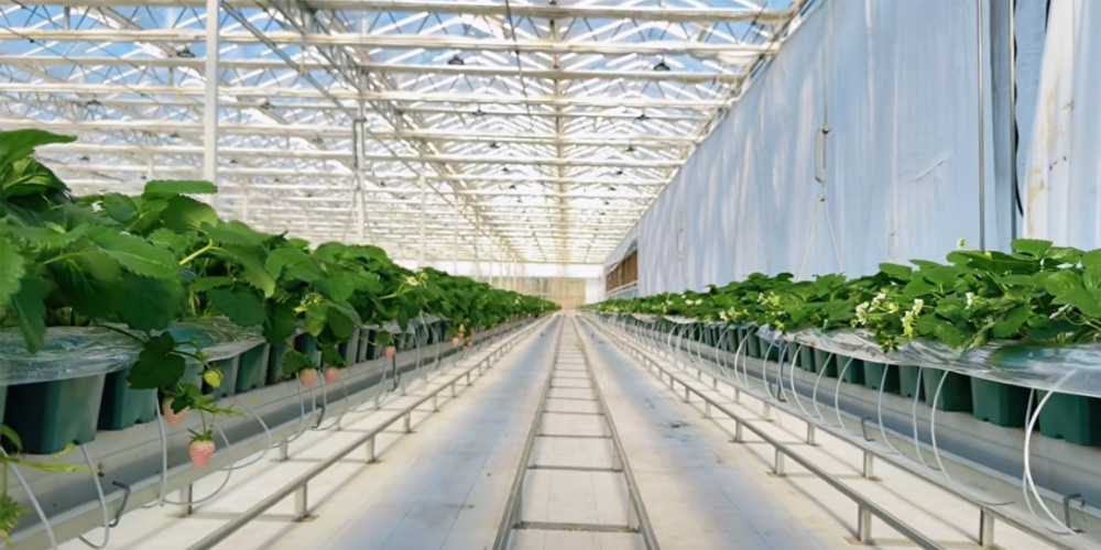 plastic polytunnel greenhouse plastic polytunnel greenhouse