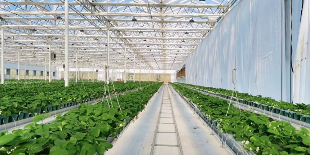 glass greenhouse glass greenhouse