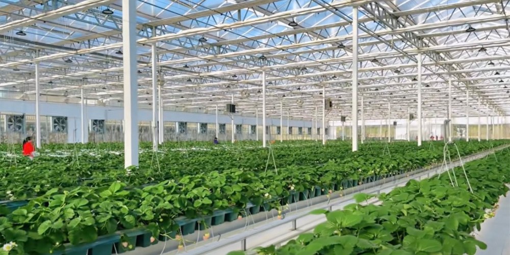 soilless planting soilless planting