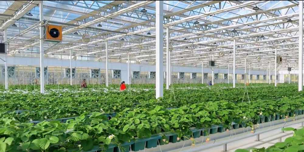 plastic polytunnel greenhouse plastic polytunnel greenhouse