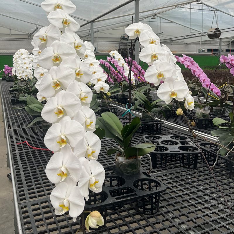 Five-Year Investment Return Calculation and Profit Key Points Analysis for Phalaenopsis Greenhouses