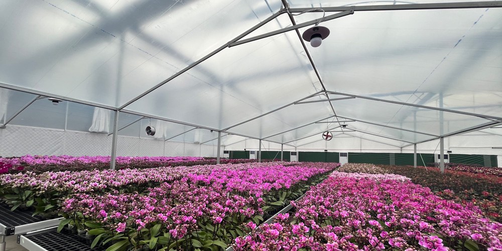 phalaenopsis greenhouse