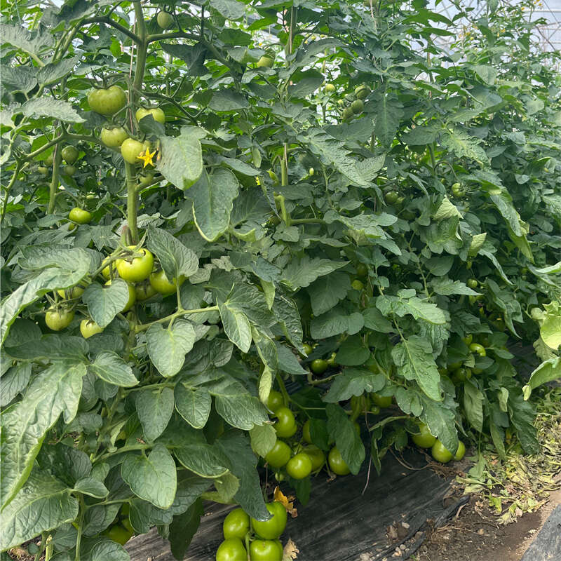 Strategies for Humidity Management and Variety Selection in Controlling Late Blight of Tomato in Plastic Greenhouses