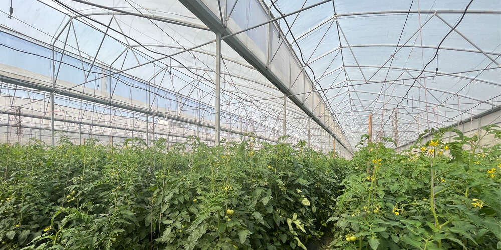 plastic polytunnel greenhouse