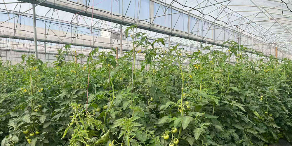 vegetable and fruit greenhouse