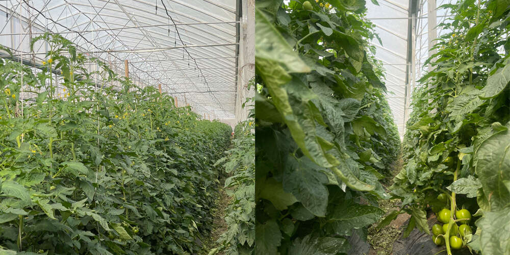 big plastic greenhouse