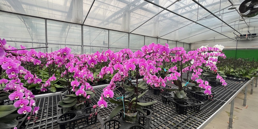 phalaenopsis greenhouse