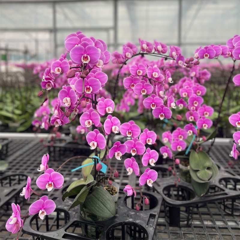 The Art of Greenhouse Cultivation of New Year Phalaenopsis