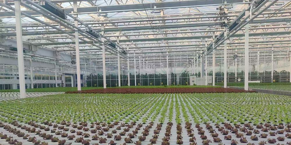 vegetable and fruit greenhouse vegetable and fruit greenhouse