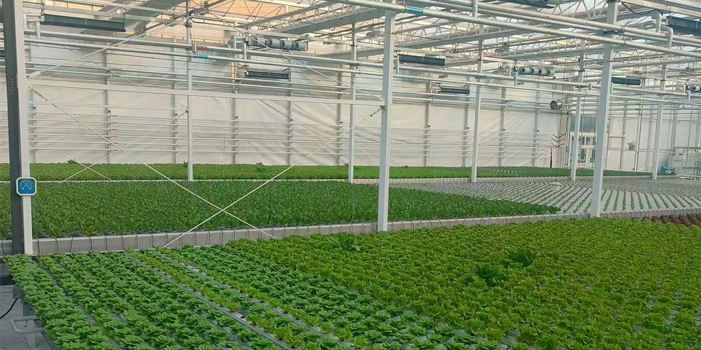 plastic greenhouse plastic greenhouse