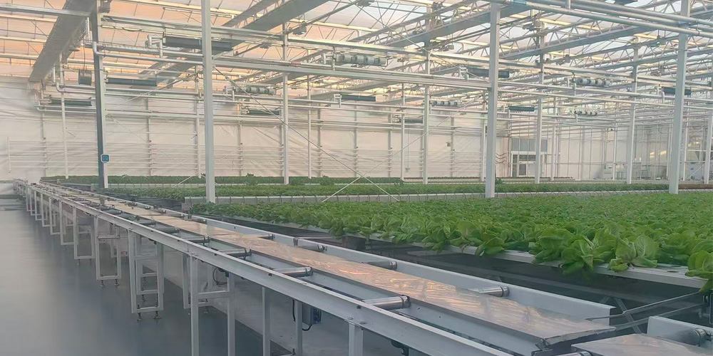 soilless planting soilless planting