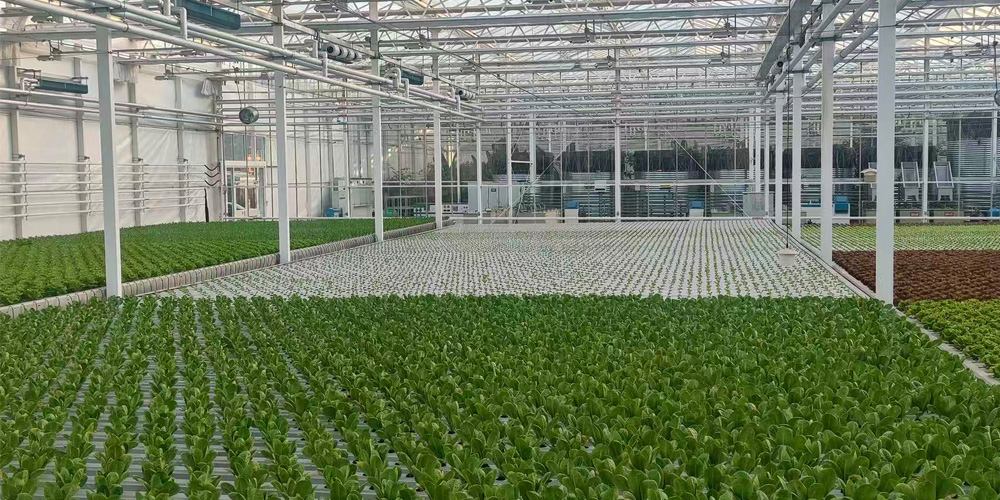 vegetable and fruit greenhouse vegetable and fruit greenhouse