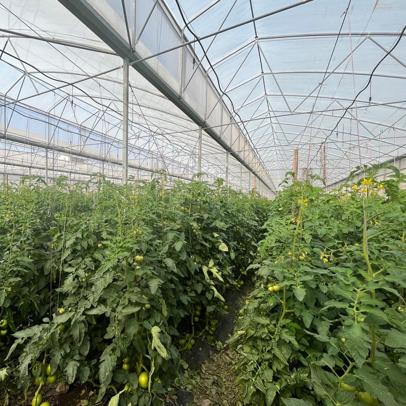 الحصاد الدقيق في الوقت المناسب: دليل شامل لتحديد نضج الخضراوات والفواكه والحفاظ على العناصر الغذائية في البيوت الزجاجية