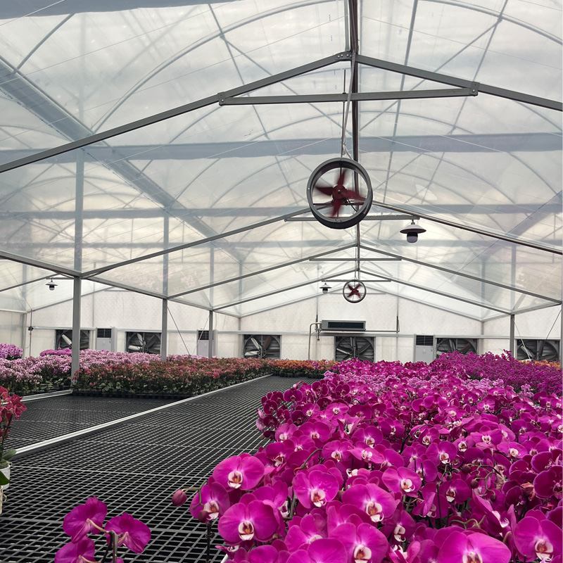 البيوت الزجاجية الهولندية لزراعة زهور الأوركيد: جماليات الزراعة في ظل التحكم البيئي عالي الدقة