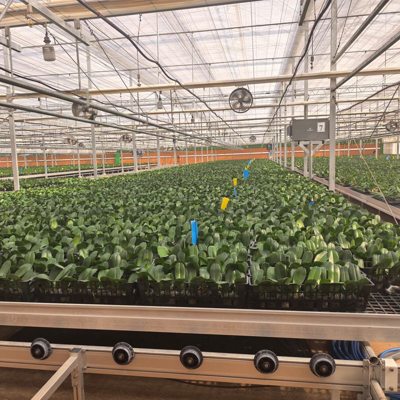 مخطط ذكي: استكشاف ثورة الأتمتة في بيوت زراعة زهور الأوركيد (فالاينوبسيس)