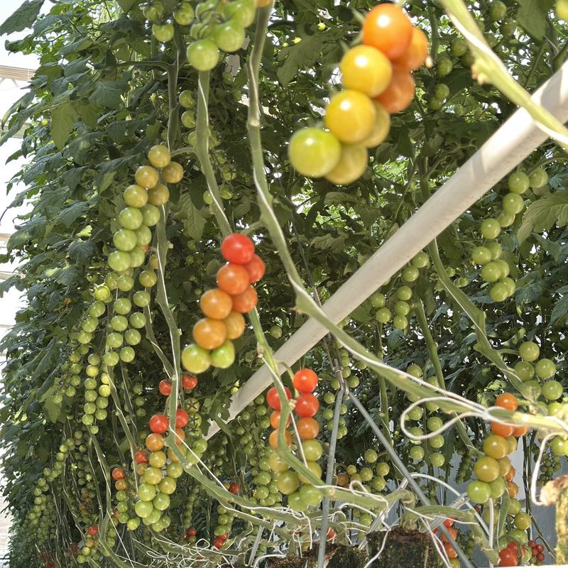 تحليل حلول التبريد الشاملة لزراعة الخضراوات خلال فصل الصيف في البيوت الزجاجية في المناطق ذات درجات الحرارة المرتفعة