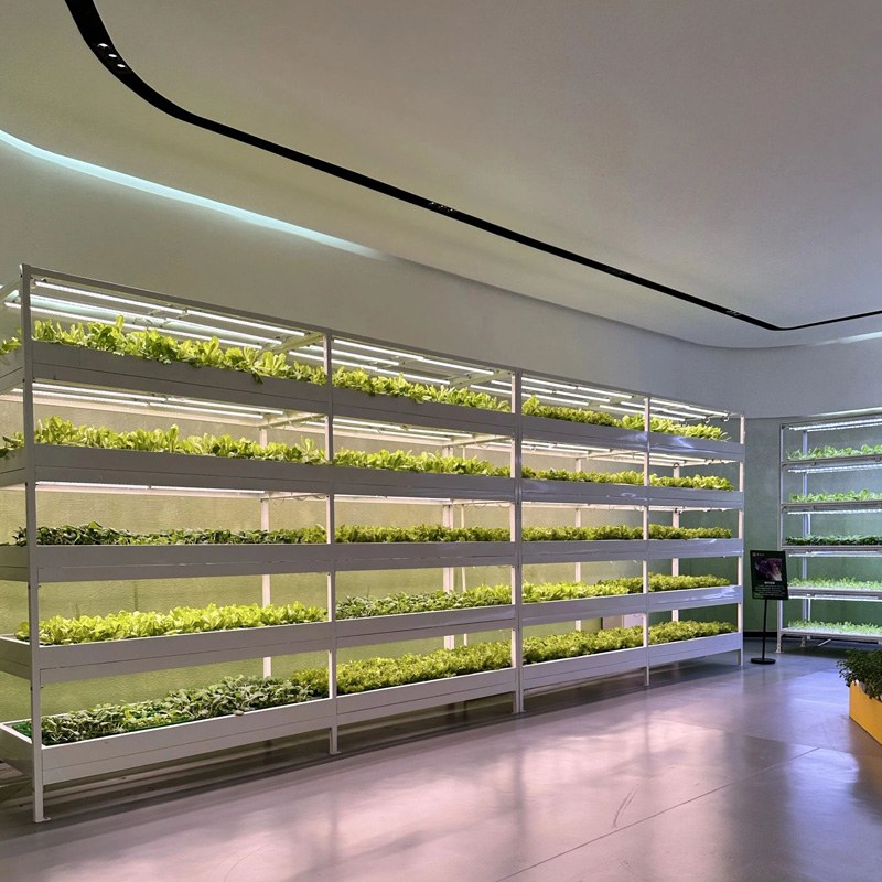 Plant Factories: Disrupting Tradition, A Beacon of Hope for Future Food