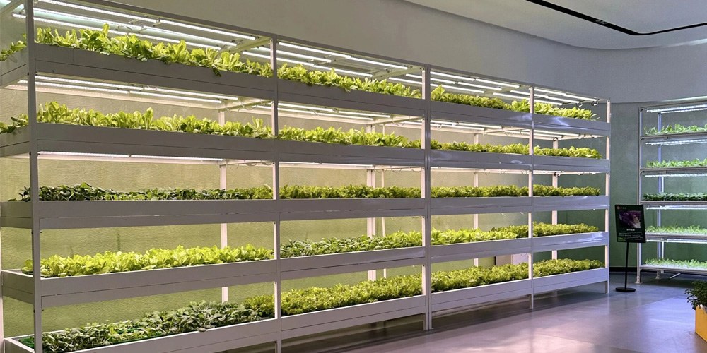 hydroponic greenhouse
