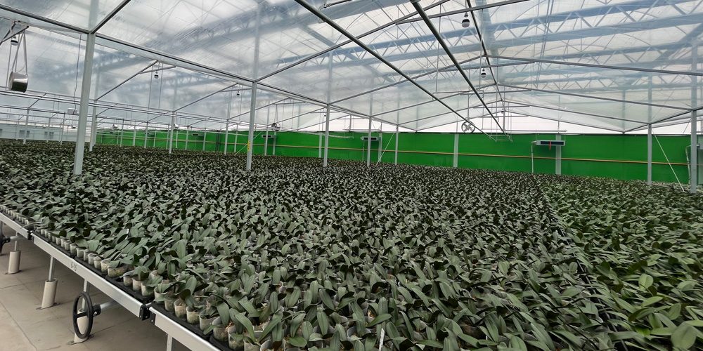 plastic tunnel greenhouse