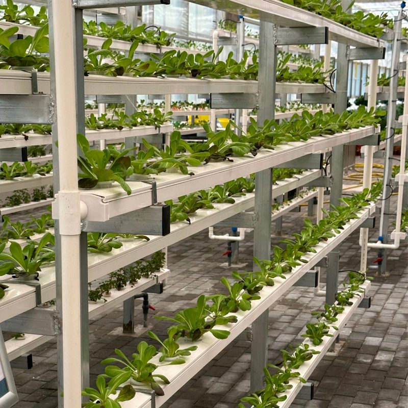 Empowered by Technology, Green for the Future — Plant Factories Lead the New Transformation of Agriculture