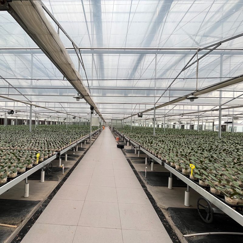 Regulating Greenhouse Environments to Extend the Flowering Period of Phalaenopsis