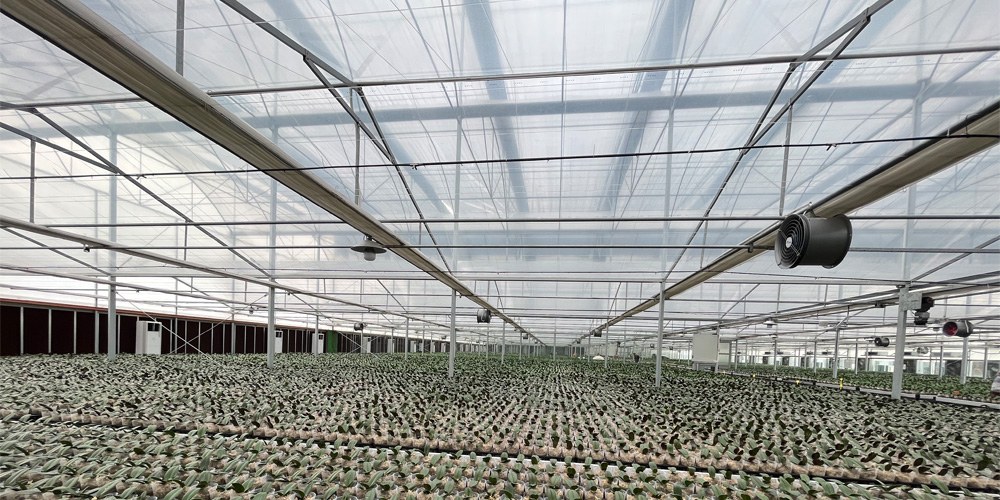 plastic tunnel greenhouse