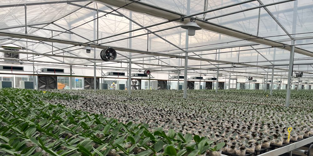 phalaenopsis greenhouse
