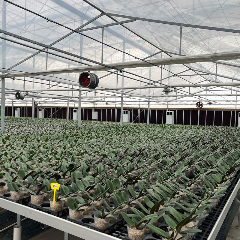 Comparison of Summer Cooling Solutions for Potted Flower Greenhouses: Wet Pad + Fan vs. High-Pressure Misting