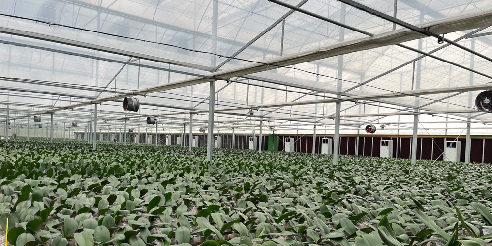 greenhouse circulation fans