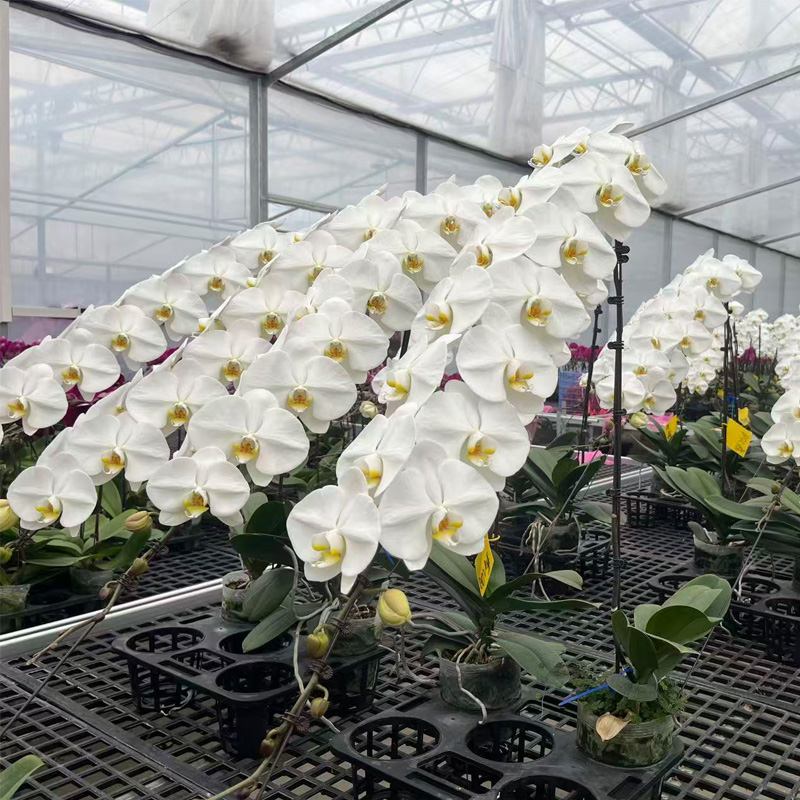 Light Environment Design for Phalaenopsis: Light Recipes from Seedling to Flowering and Greenhouse Control