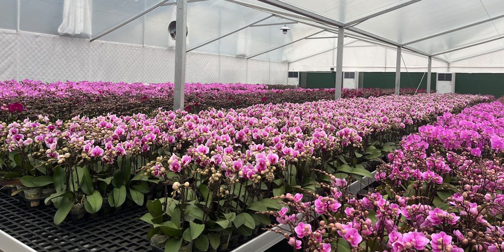 greenhouse made of plastic