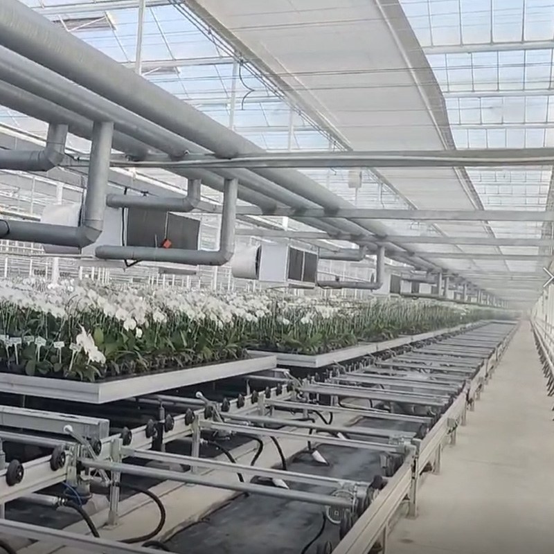 The Million-Dollar Bloom: How Profitable Is Investing in a Phalaenopsis Greenhouse?