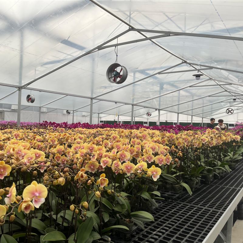 From Seedling to Bloom: How Smart Greenhouses Master Every Growth Moment of Phalaenopsis