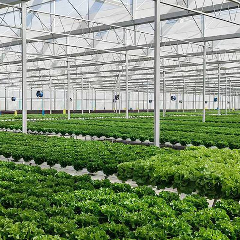 The Global Leafy Vegetable Supply Gap Is Coming—Is Your Hydroponic Greenhouse Ready?
