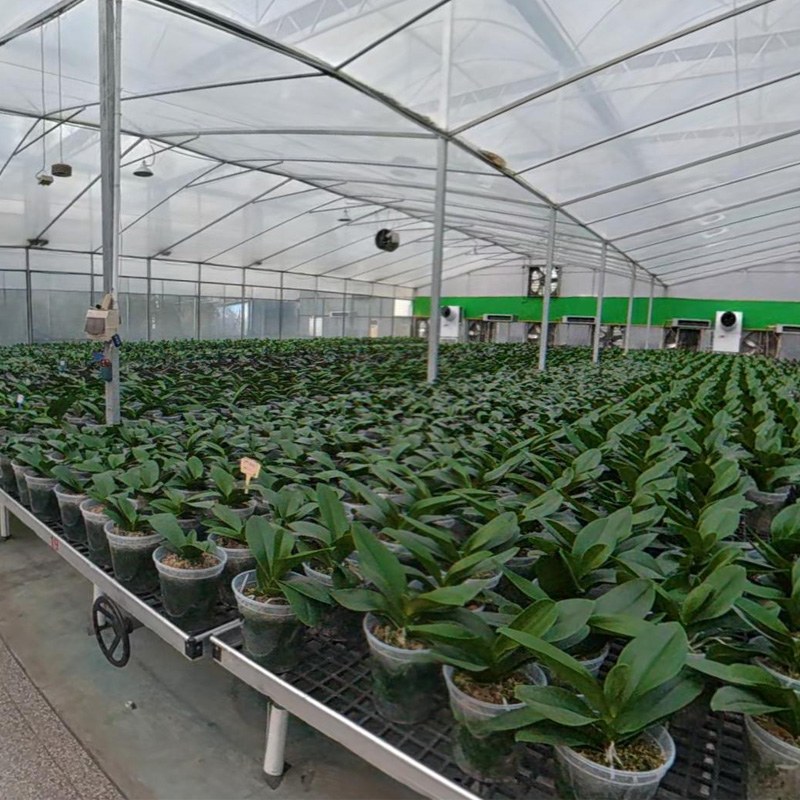 IoT Sensing, Orchid Symbiosis: How a Phalaenopsis Greenhouse Becomes a Living Ecosystem