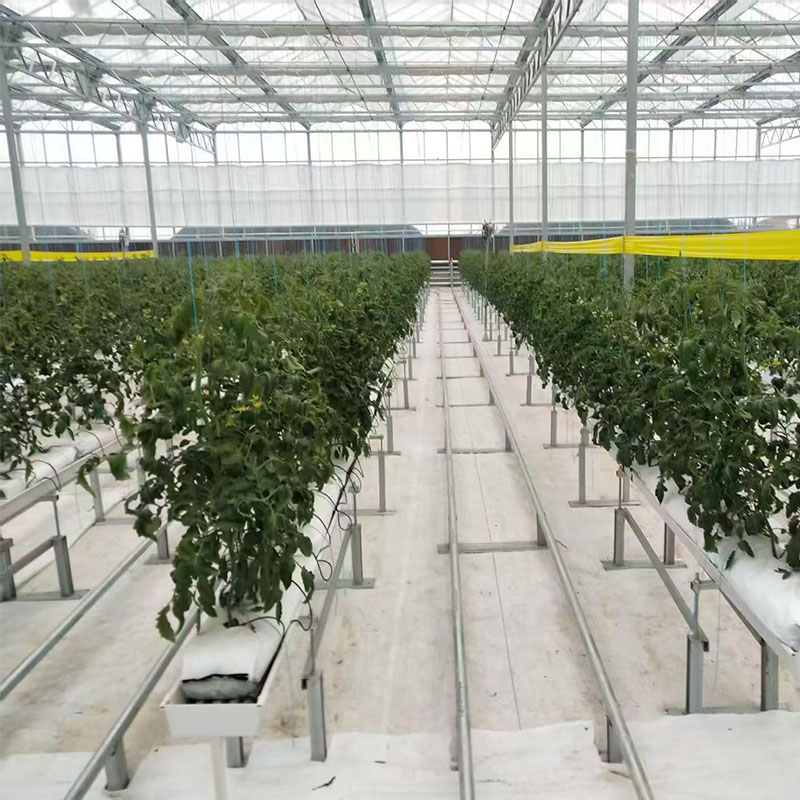 Hydroponic Greenhouse: The Future of Modern Efficient Agriculture