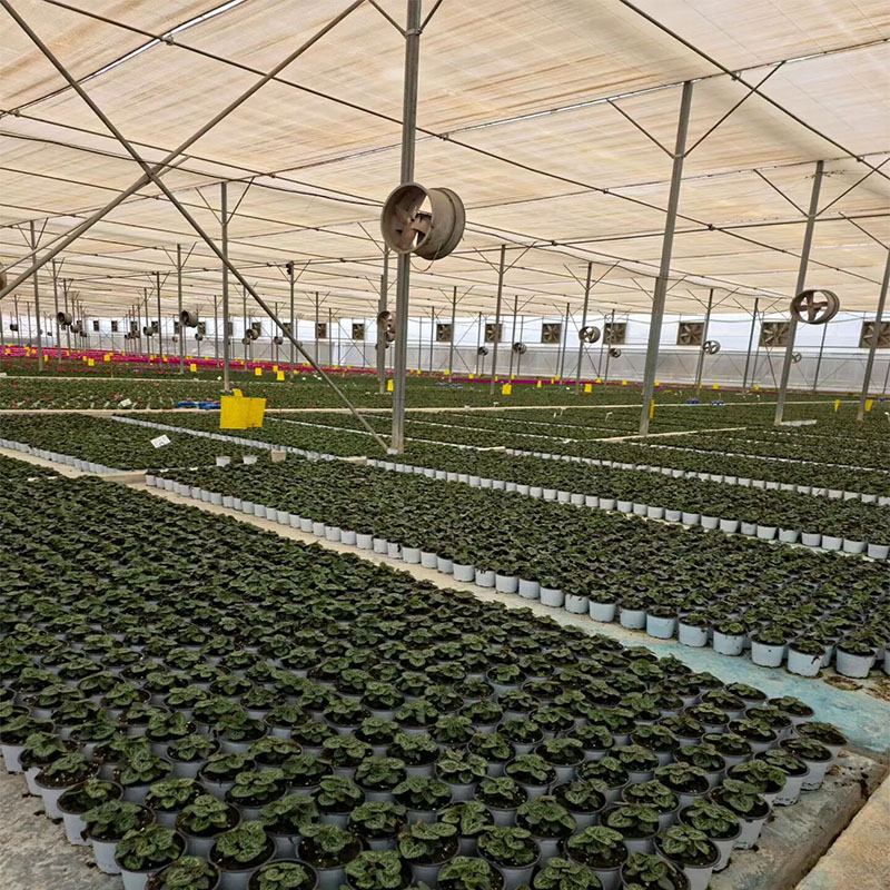 Glass Greenhouse: The Benchmark Choice for High-End Protected Agriculture