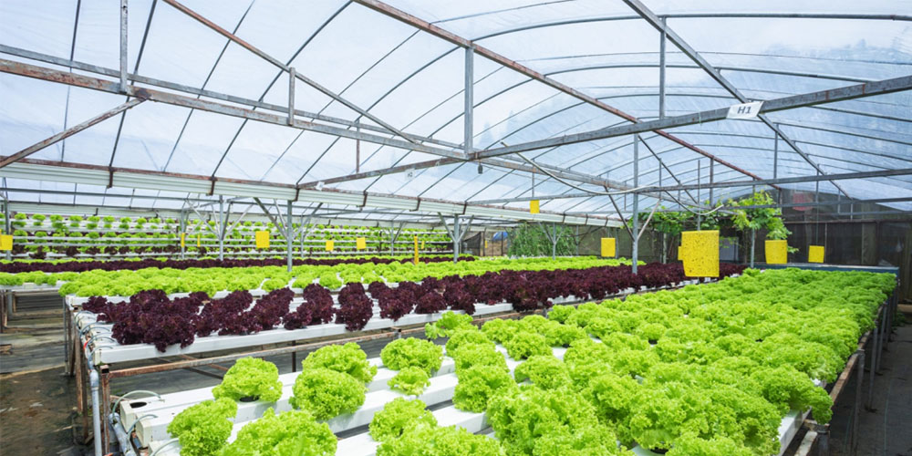 ebb and flow hydroponic system ebb and flow hydroponic system