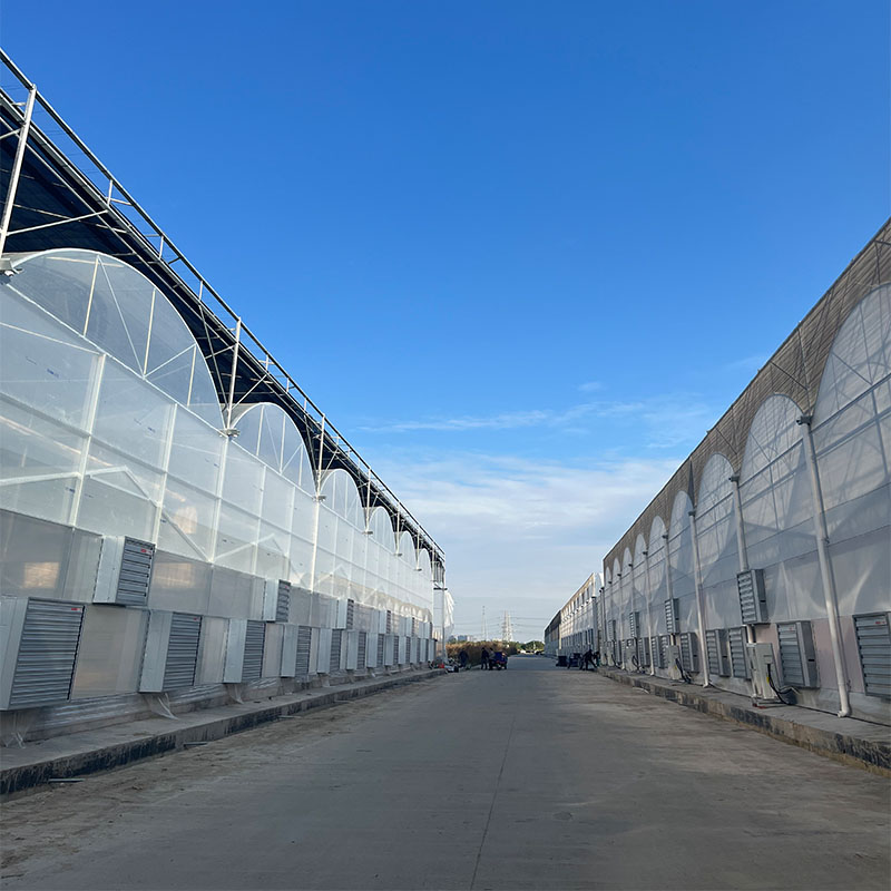 Greenhouse Ventilation and Dehumidification: Key Environmental Management for Crop Health