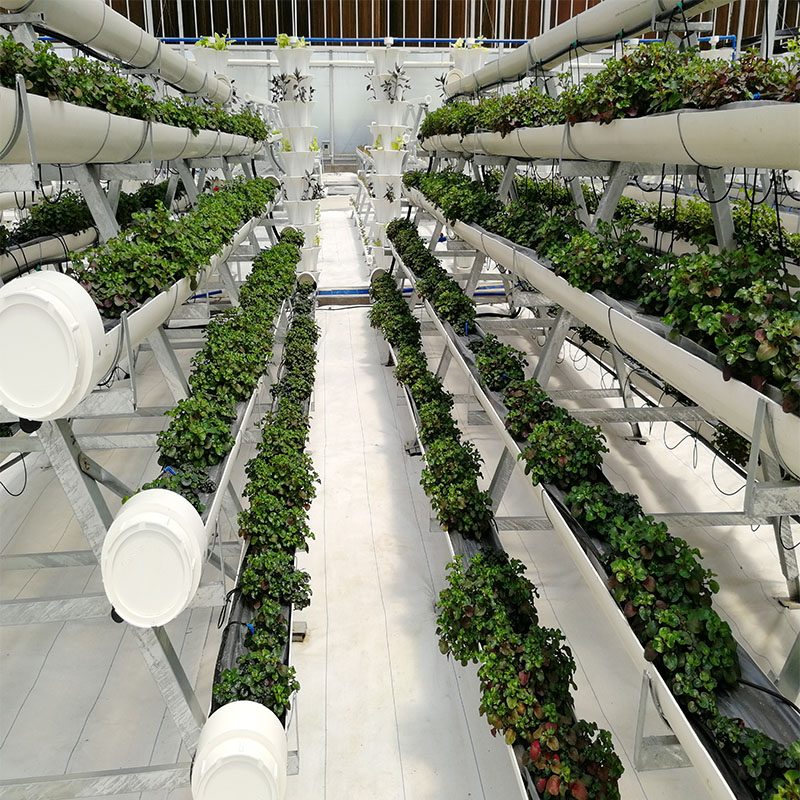 Greenhouse Frames and Structures: Choosing a Stable and Reliable Growing Space
