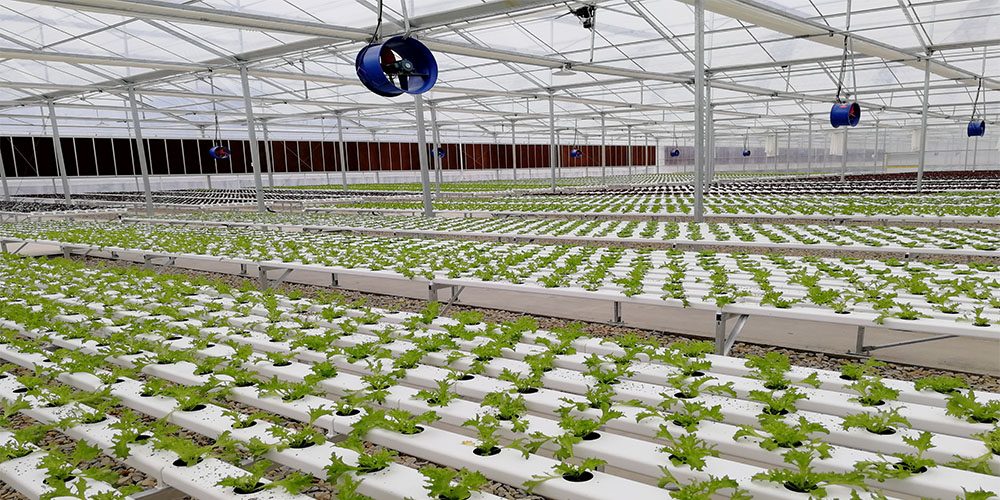 reinforced plastic greenhouse