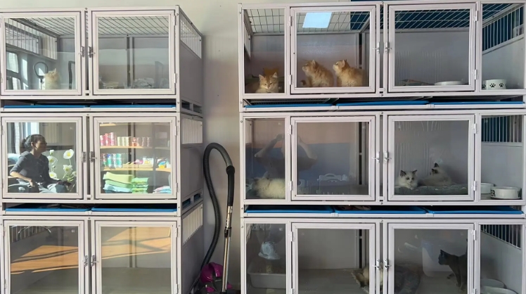 dog cage