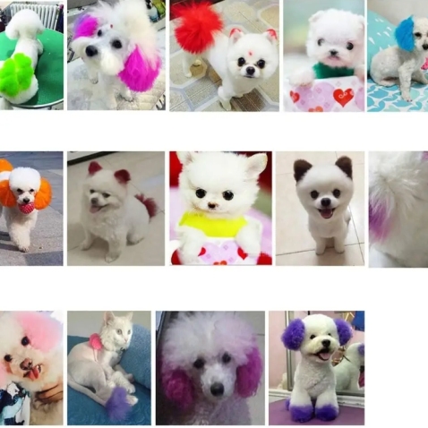 Pet Creative Grooming