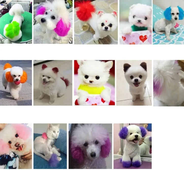 Pet Creative Grooming