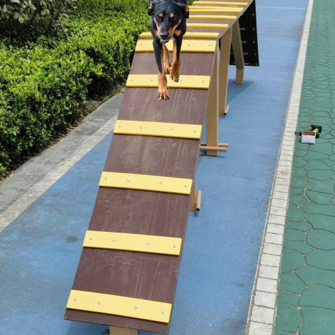 Dog Agility Training DOG WALK